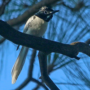 Asian Paradise-Flycatcher